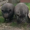 dorisfhr - @doris_fuehr - TikTok