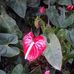 Doris Fiallos - Facebook