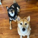 Doris & Kingston Floyd - @shiba_siblings_floyd - Instagram
