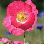 Doris Gräff - @dorisgraeff1943 - Instagram