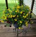 Doris Cleveland Grimsley - Facebook