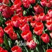 Doris Hager - Facebook