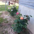 Doris Harden - Facebook