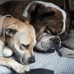 Harvey & Doris - @harvey_and_doris - Instagram