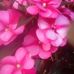 Doris Herd - Facebook