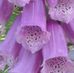 Doris Holbrook - Facebook