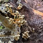 Doris Horn - @dorishorn11 - Instagram