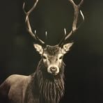 Doris Horn - Facebook