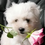 Doris Horn - @coton_sir_henry - Instagram