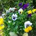 Doris Houck - Facebook