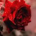 Doris Houck - Facebook