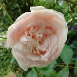 doris inman - @dorisinman55 - Instagram