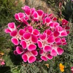 Doris Jakob - @chruem1 - Instagram