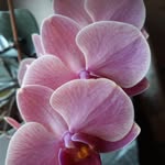 Doris Kirsch - @kirsch4538 - Instagram