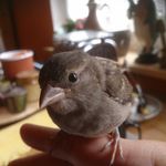 Doris Klein - @schnabelfreundin - Instagram