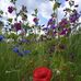 Doris Kling - Facebook