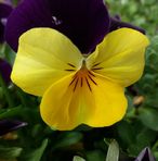 Doris Knobloch - Facebook