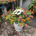 Doris Knowles - @dorisknowels - Instagram