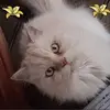 Dóris Kohl - @dyqmyxldp7rs - TikTok