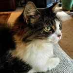 Doris Kohler - @patchescat1 - Instagram