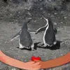doriskolber - @doriskolber - TikTok