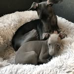 Konrad och Doris - @konrad_doris_iggys - Instagram
