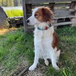 Daniel Lehky - @doris_kooikerhondje - Instagram