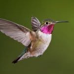 Doris Koplin - @hummingbird_lady36 - Instagram