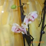Doris Pagel - @doriskorbach - Instagram