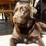 Doris 🐾 - @labrador_chocolate_doris - Instagram