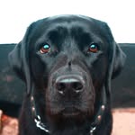 Doris 🖤 - @labrador_doris - Instagram