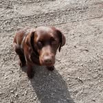 Doris - @doris.labrador2017 - Instagram