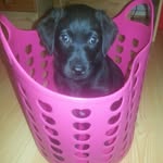 Doris - @doris.labrador - Instagram