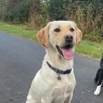 Doris - @doris.the_labrador - Instagram