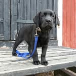 Doris - @doris_the_labrador_retriever - Instagram