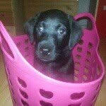 @doris_labrador - Instagram