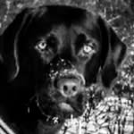 Doris Labrador - @labra_doris - Instagram