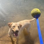 Doris the labrador🐶 - @doris.darcey.labs - Instagram