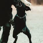 @doris_the_labrador - Instagram
