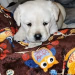 Doris the labrador - @anderssonannlee - Instagram