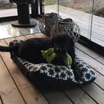 doristhelabradorian - @doristhelabradorian - Instagram
