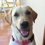 Maria Dorotéia (Doris) - @doris_labradora - Instagram