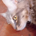 Doris🐈🐱 - @doris_lagorda - Instagram