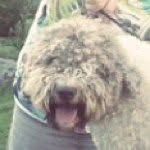 Doris Hegnelius - @doris_lagotto - Instagram