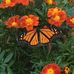Doris Landry - Facebook