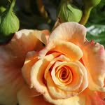 Doris Lange - @doris.lange.35 - Instagram