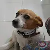 Dóris Leite - @doris_e_chico - TikTok