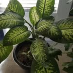 Doris Lester - @dorisydee - Instagram