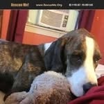 Doris Levesque - @howddogs - Instagram