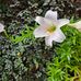 Doris Liang - Facebook